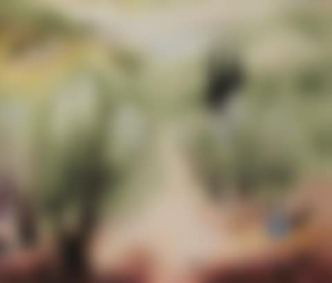 Olive Trees in the Galilee (preview)