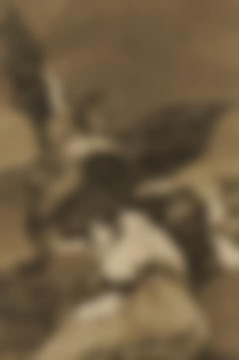 Soplones, from Los Caprichos (Harris 85) (preview)