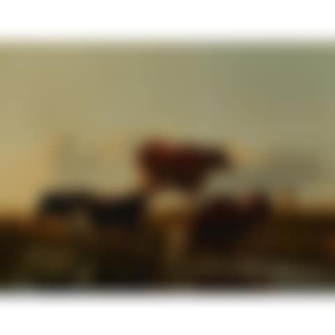 COWS AND SHEEP GRAZING (preview)