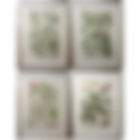 BOTANICAL STUDIES (preview)