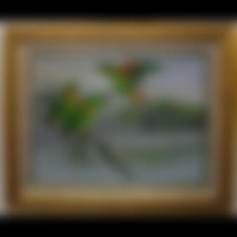SCARLET-SHOULDERED PARROTLET; BLACK-COLLARED LOVEBIRDS (preview)