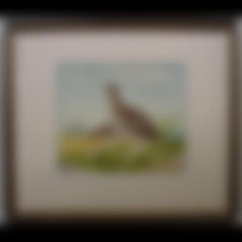 SHARP-TAILED GROUSE (preview)