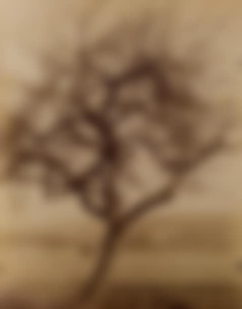 3 photographs Tree studies; Untitled (fig tree) Untitled (tree in a field)(2) (preview)