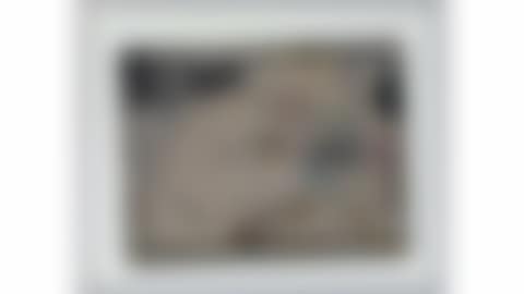 “Untitled (preview)