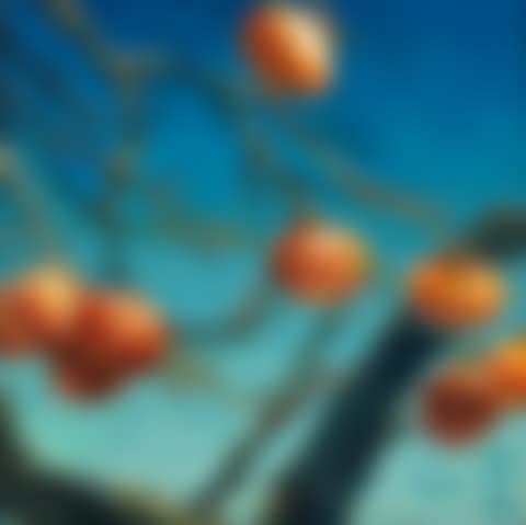 Persimmons (preview)