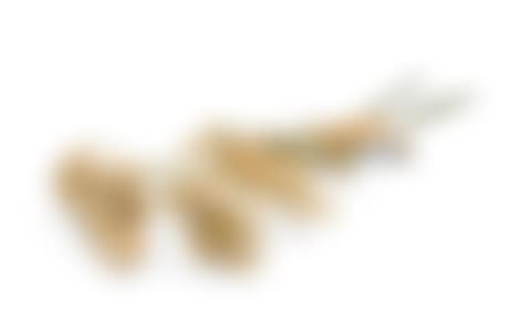 Oat Flowers (preview)
