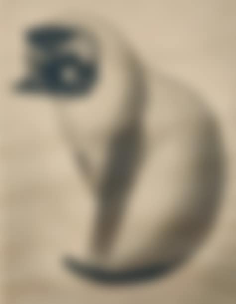 “Sitting cat” (preview)
