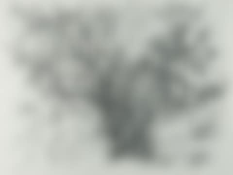 The old apple tree (preview)