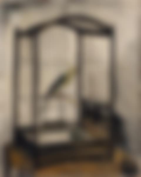 The Birdcage (preview)