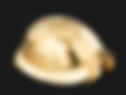 Tortoise (preview)