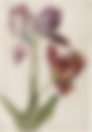 Three parrot tulips (preview)