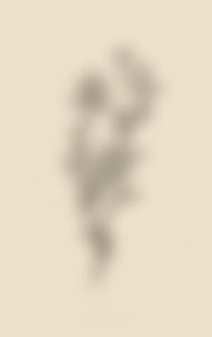 Giant aphid (preview)