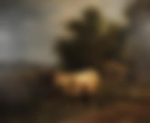 "Cows near a watering hole" (preview)