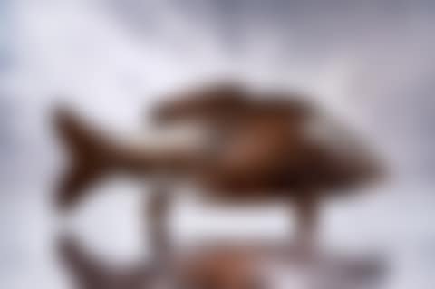 Unique "Grande Carpe" Bar (preview)