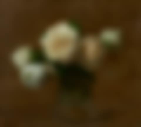 Six roses (preview)