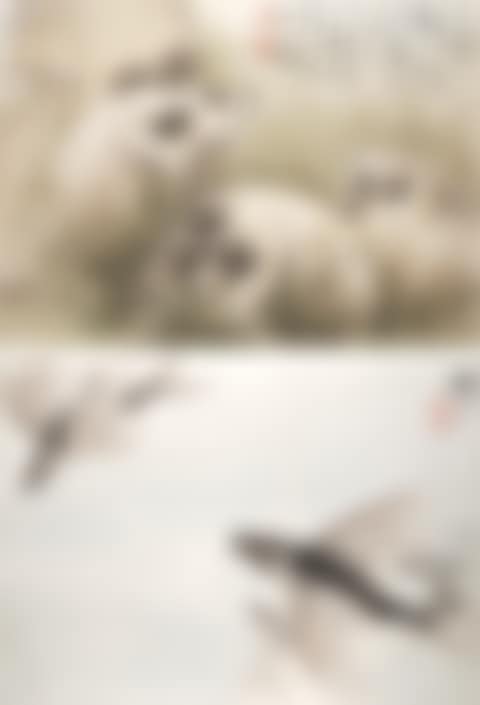 Skulls / Flying Fish (preview)