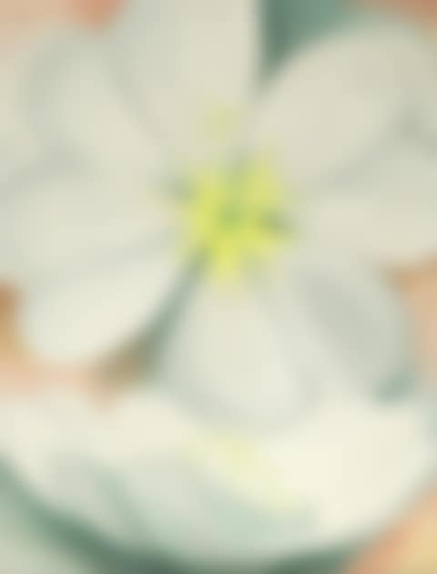 White Primrose (preview)