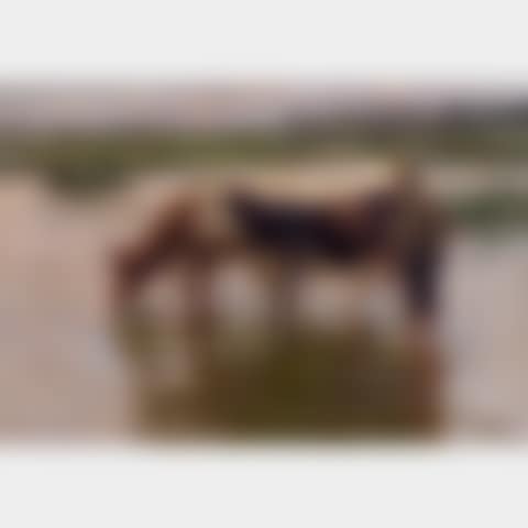 WATERING THE COWS (preview)