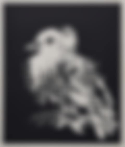 Little bird (preview)