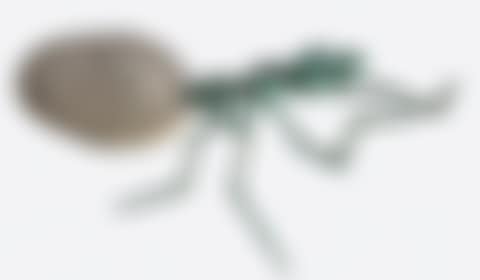 ant (preview)