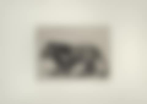 Lion (not in Siebrits) (preview)