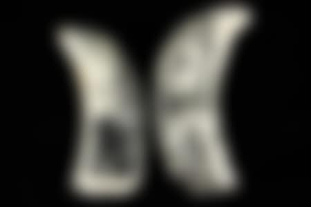 SCRIMSHAWN WHALE"S TEETH (preview)