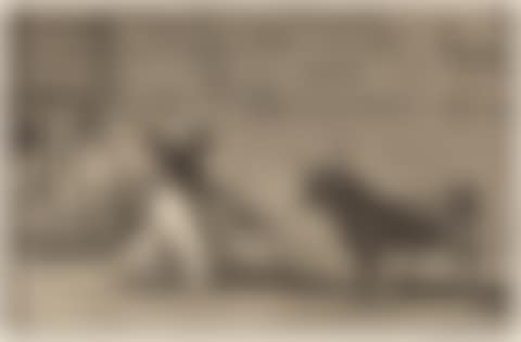 Three aquatints with etching from La Tauromaquia (preview)