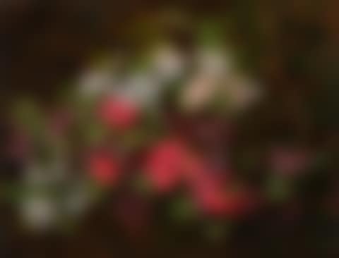 Branches with white and red hawthorn flowers (preview)