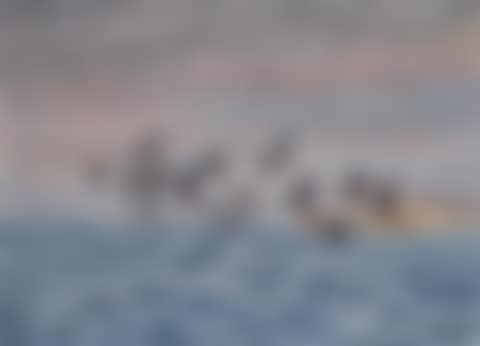 A flock of harlequin ducks flying over the sea off Kangerlussuaq, Greenland (preview)