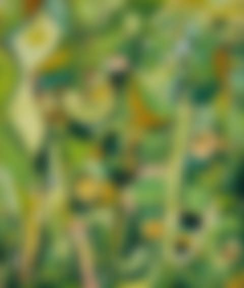 Composition in green (preview)