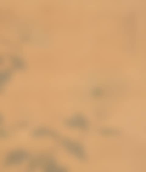 Flowers in the Style of Yun Bing (preview)