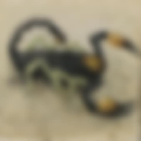 Scorpion (preview)