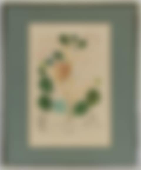 " Begonia (Anacardium recordans)", from the series (preview)