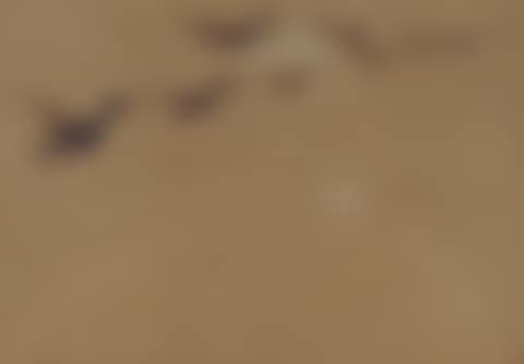 Flight of ducks. (preview)