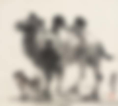 CAMELS (preview)