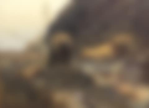 Black Maned Lions, Ngorongoro Crater (preview)