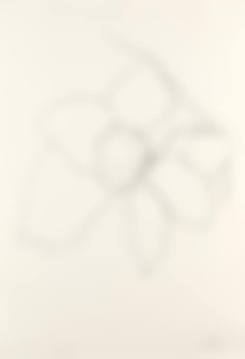 Camellia II (preview)