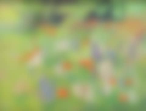Spring flower field (preview)