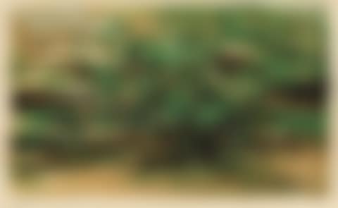 Composition en vert (preview)