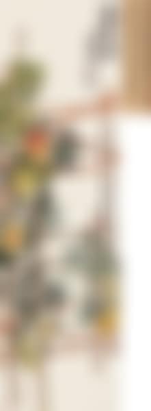 Momordica (preview)