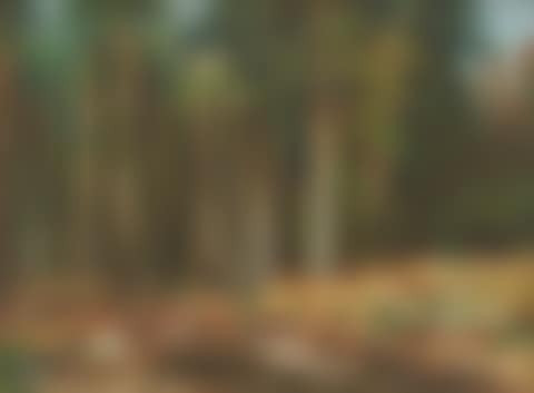 Untitled (Kaghan Forest) (preview)