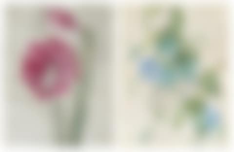 Morning Glory (Ipomoea purpurea) ( i ); and Schlumbergera ( ii ) (preview)
