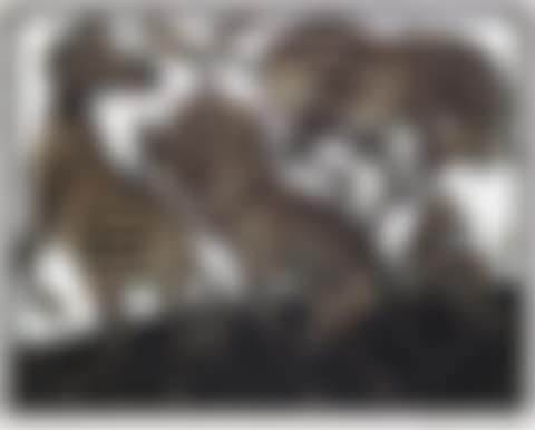 Zebras (preview)