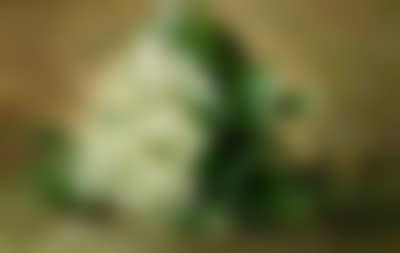 Lily of the Valley (preview)