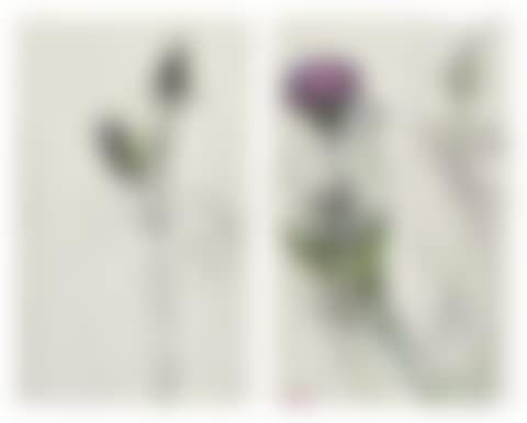 Thistles (preview)