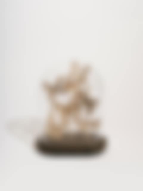 A display of Tree Nymph butterflies (preview)
