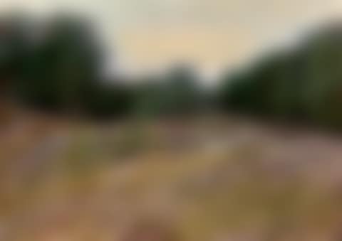 View from a valley surrounded by trees (preview)