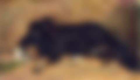“Lille Fukki død”. Little Fukki dead. The artist"s dog (preview)