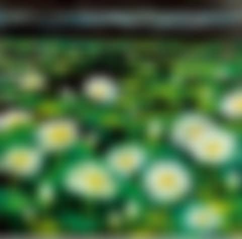 LOTUS POND IN THE RAIN (preview)