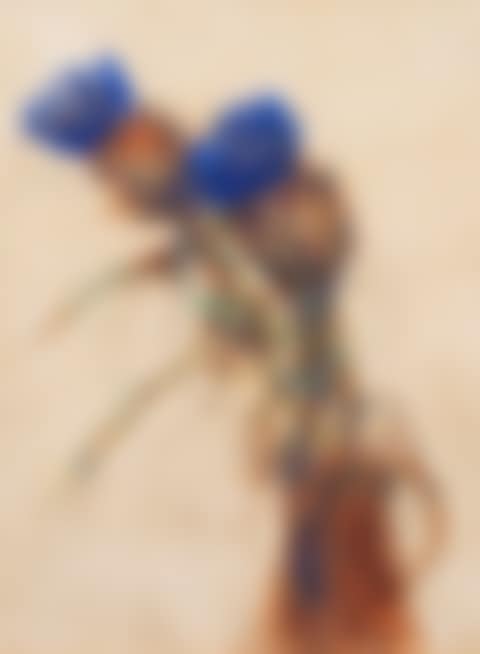 Artischockenblüten (preview)